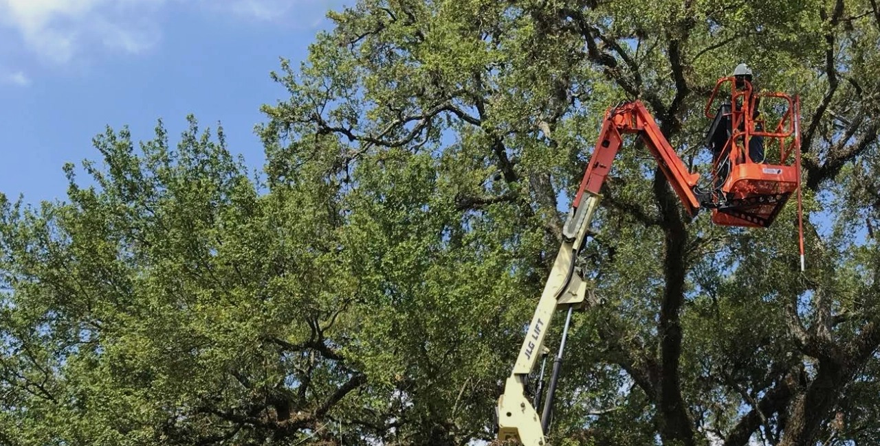 Champions Tree Preservation