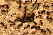 Advance Pest Control