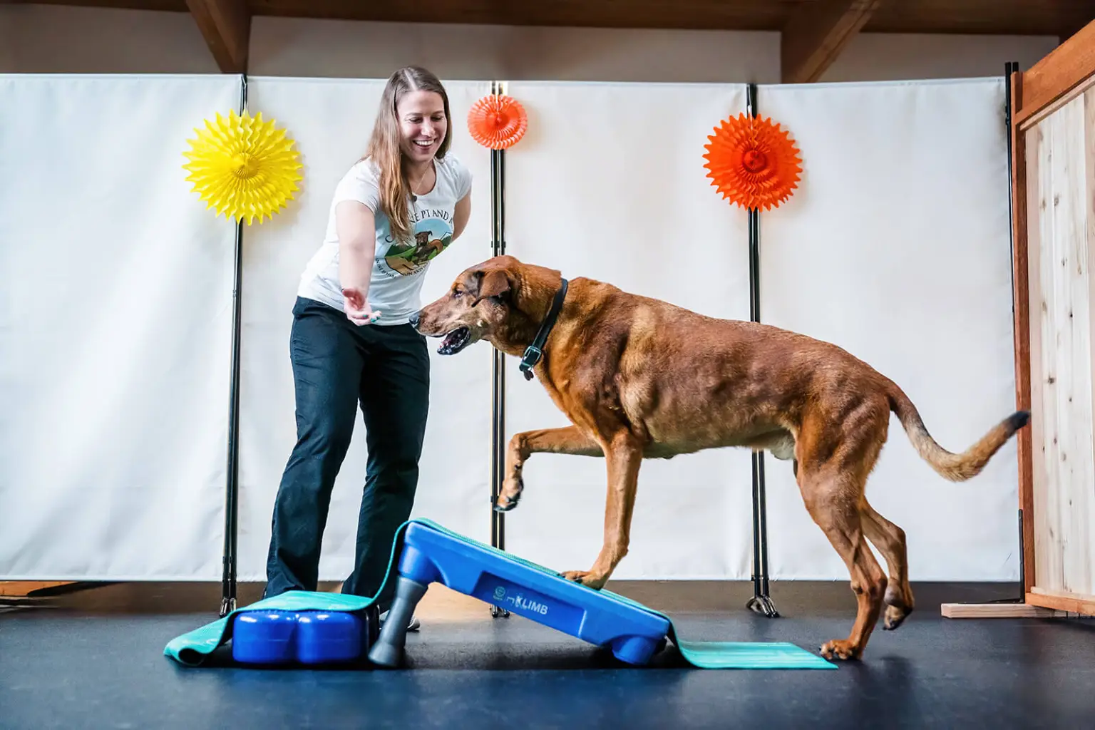 Canine PT and Me - CCL Tear in Dogs