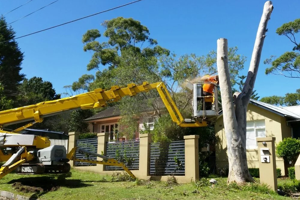 Alexa's Tree Service