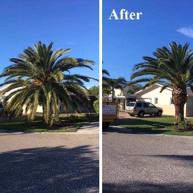 The Palms Tree Service, Inc.