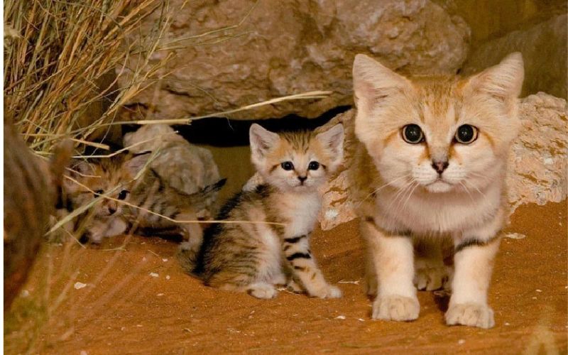 We Love Cats and Kittens