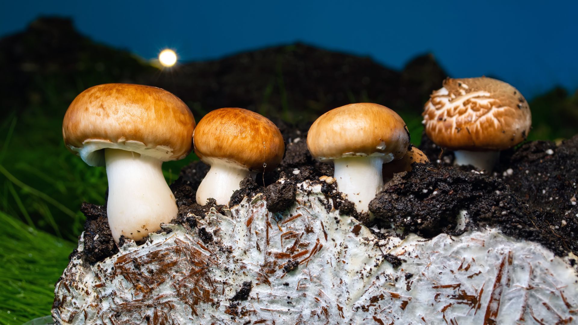 Quality Spores
