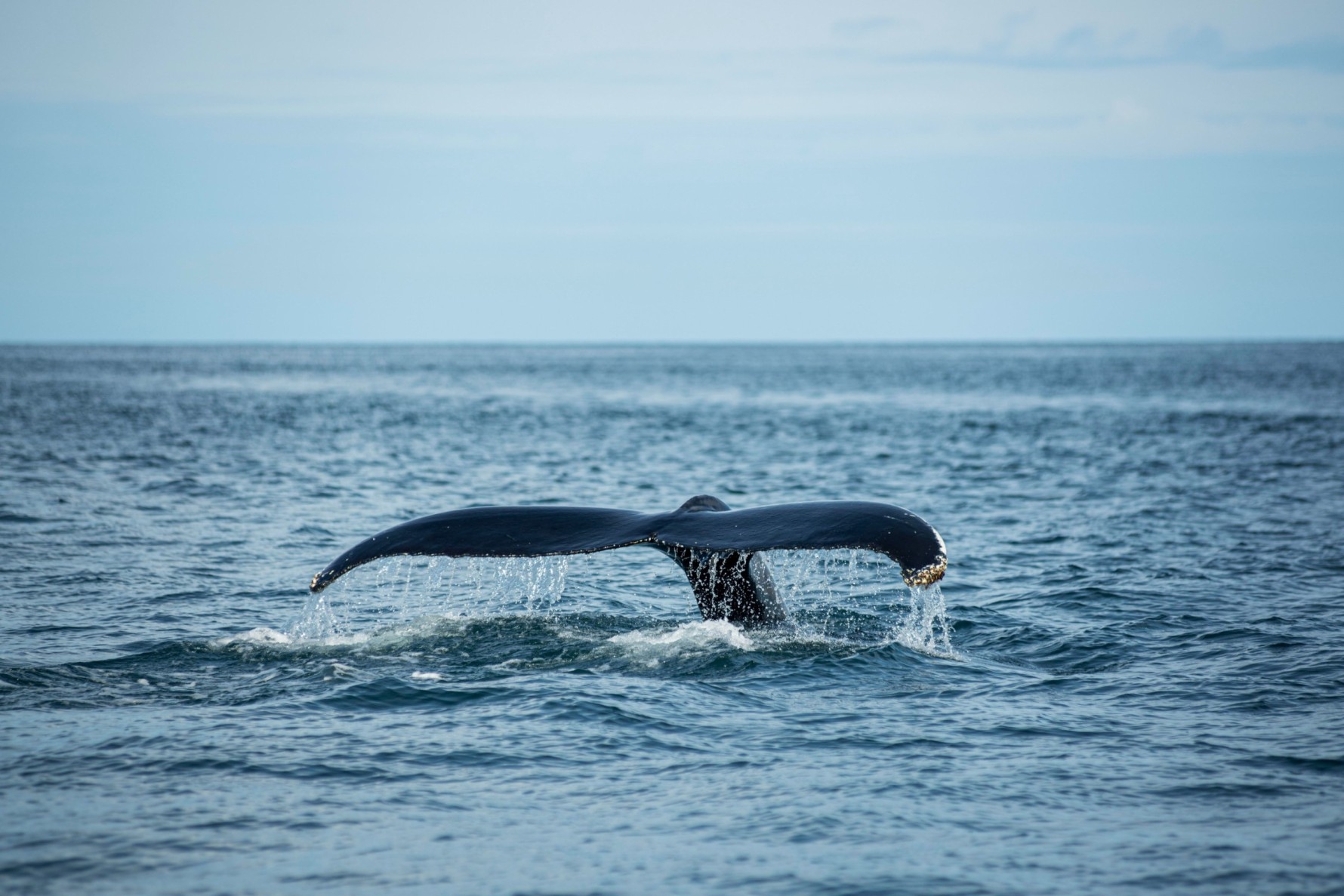 Whale Safaris