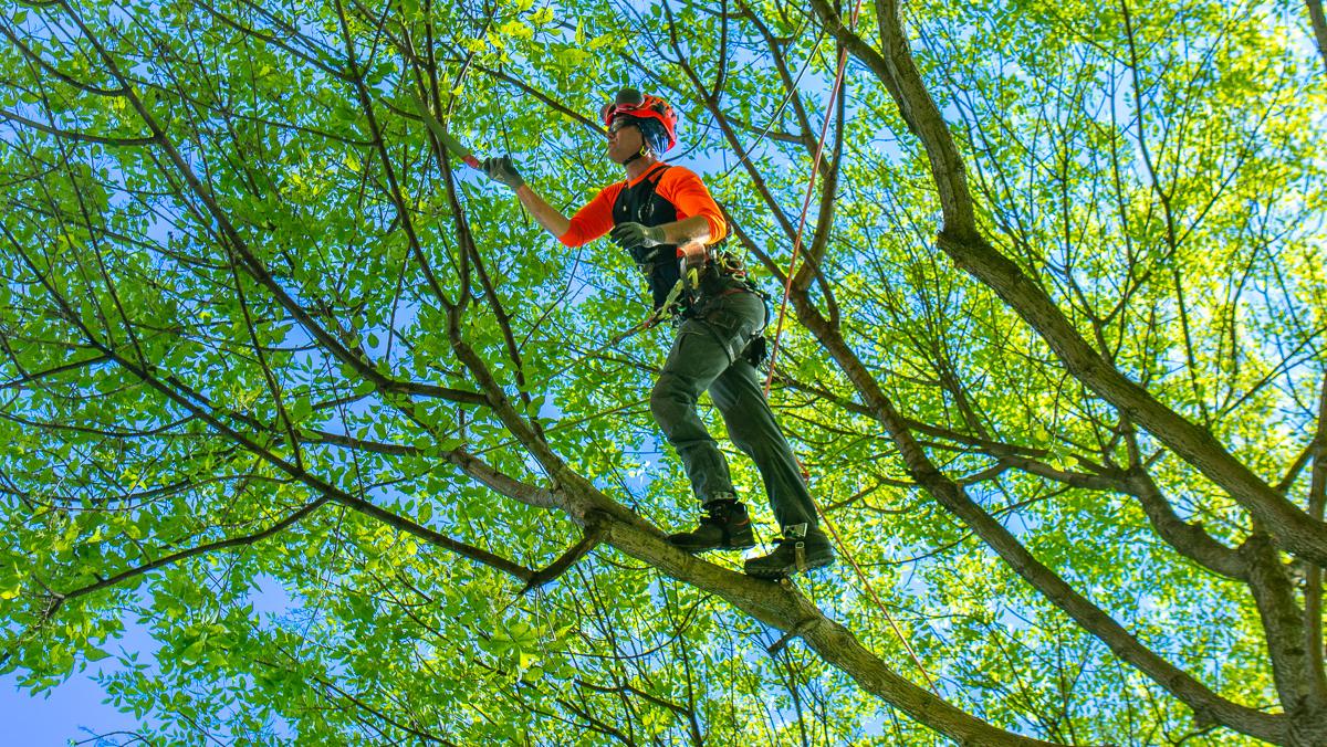 Rochester Tree Experts