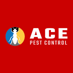 Best Pest Control Brisbane