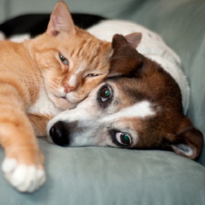 Stanford Veterinary Hospital