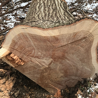 Charles Kolb &amp; Sons Logging