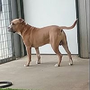 Sammy's Doggie Daycare &amp; Boarding