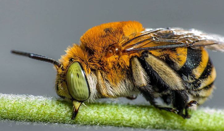 Ant Pest Control Melbourne