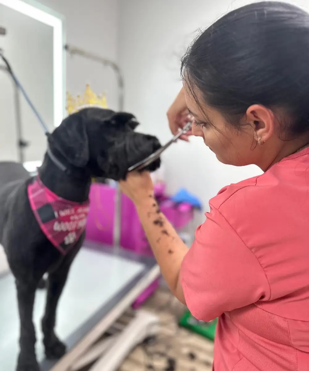 Boujee Mobile Pet Grooming - Gallery 1