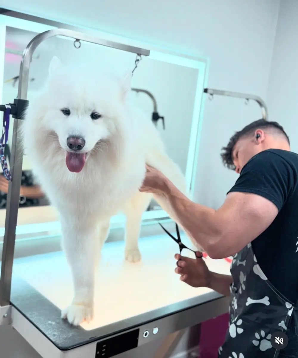 Boujee Mobile Pet Grooming - Gallery 2