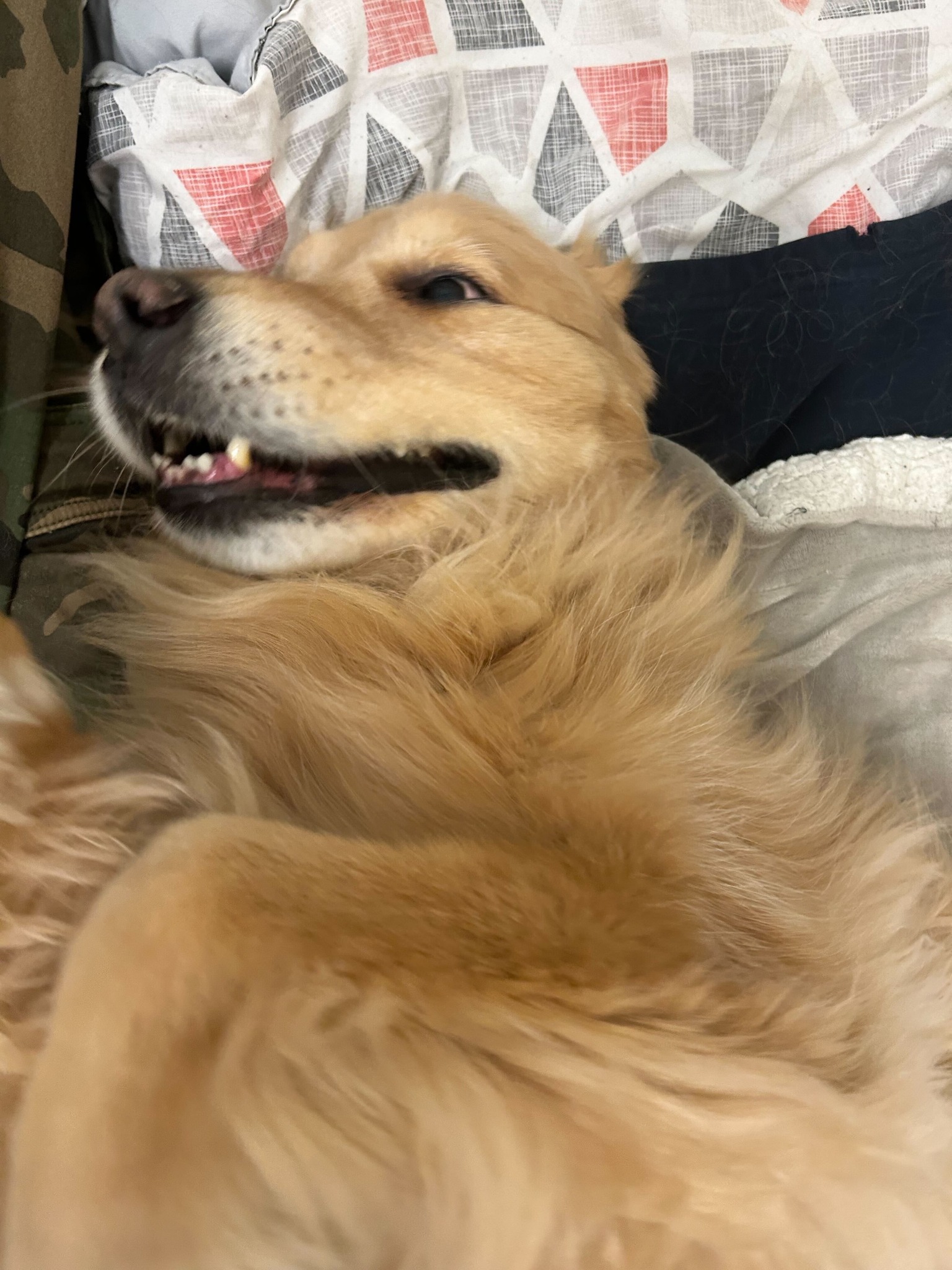 Diamond Kennels - Gallery 13