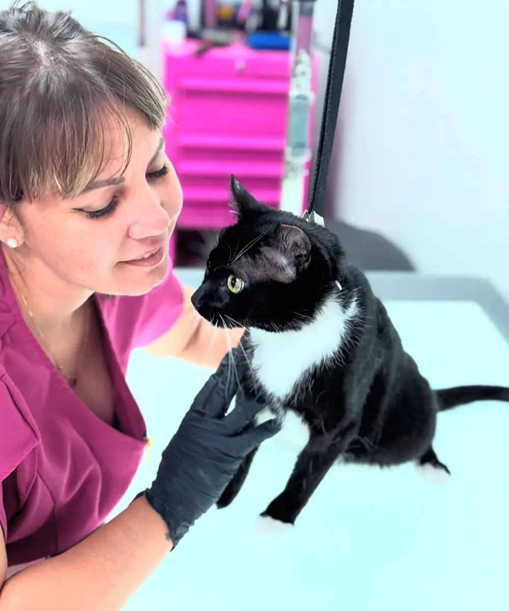 Boujee Mobile Pet Grooming - Gallery 3