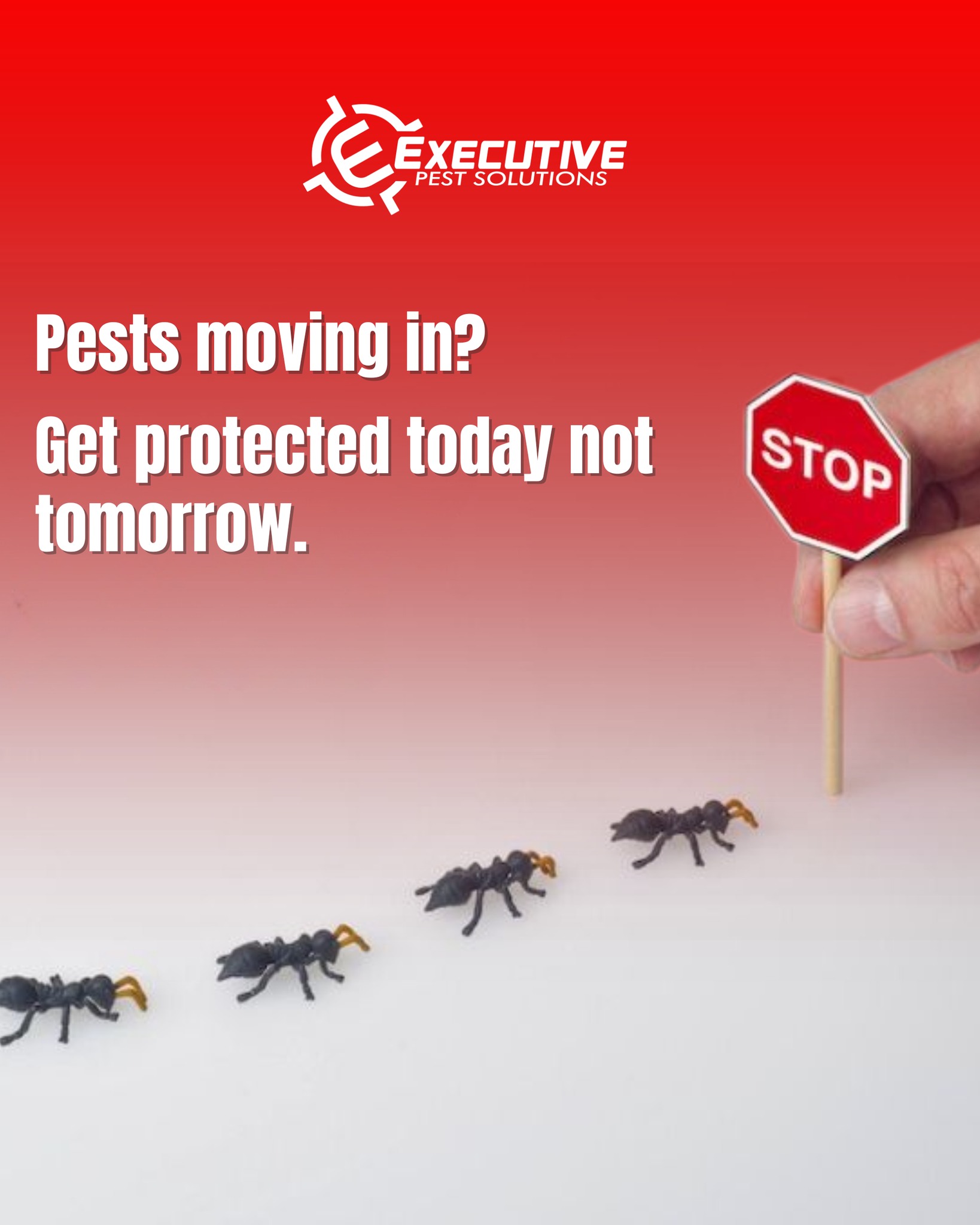 Executive Pest Solutions - Gallery 1