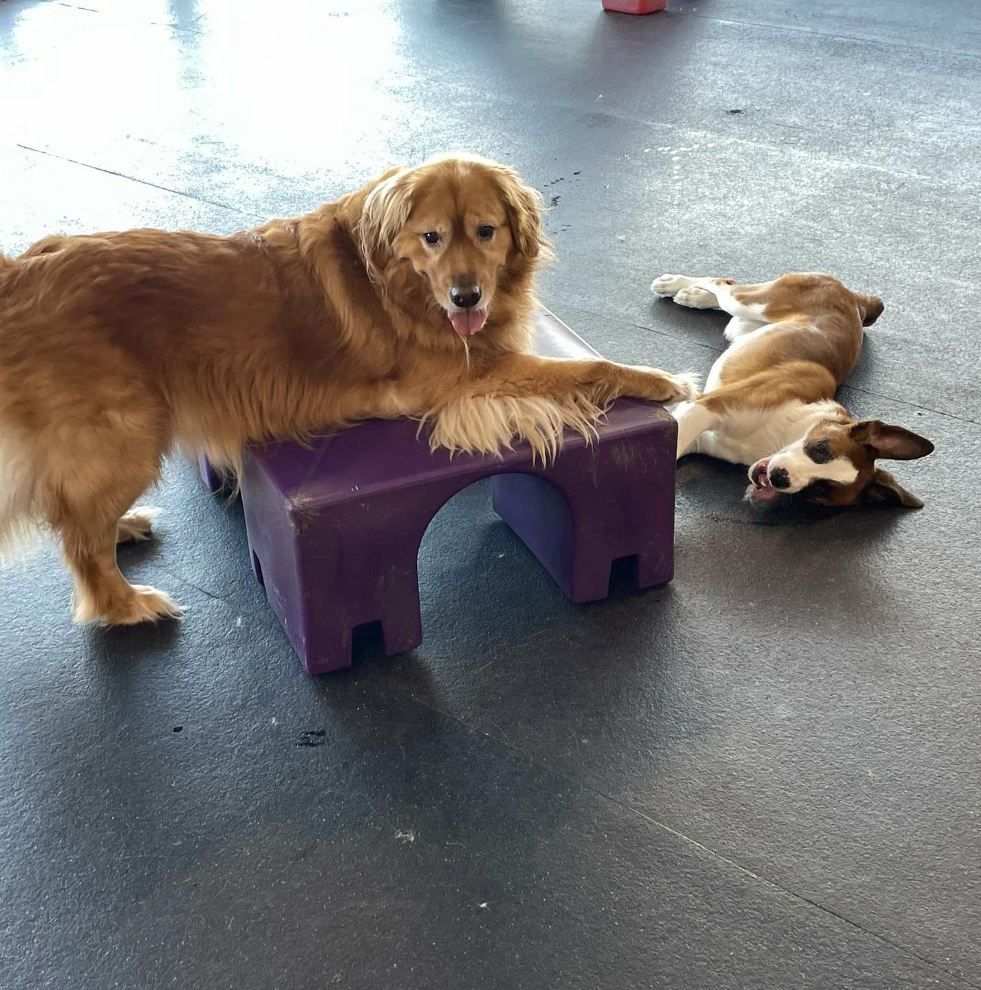 Diamond Kennels - Gallery 4