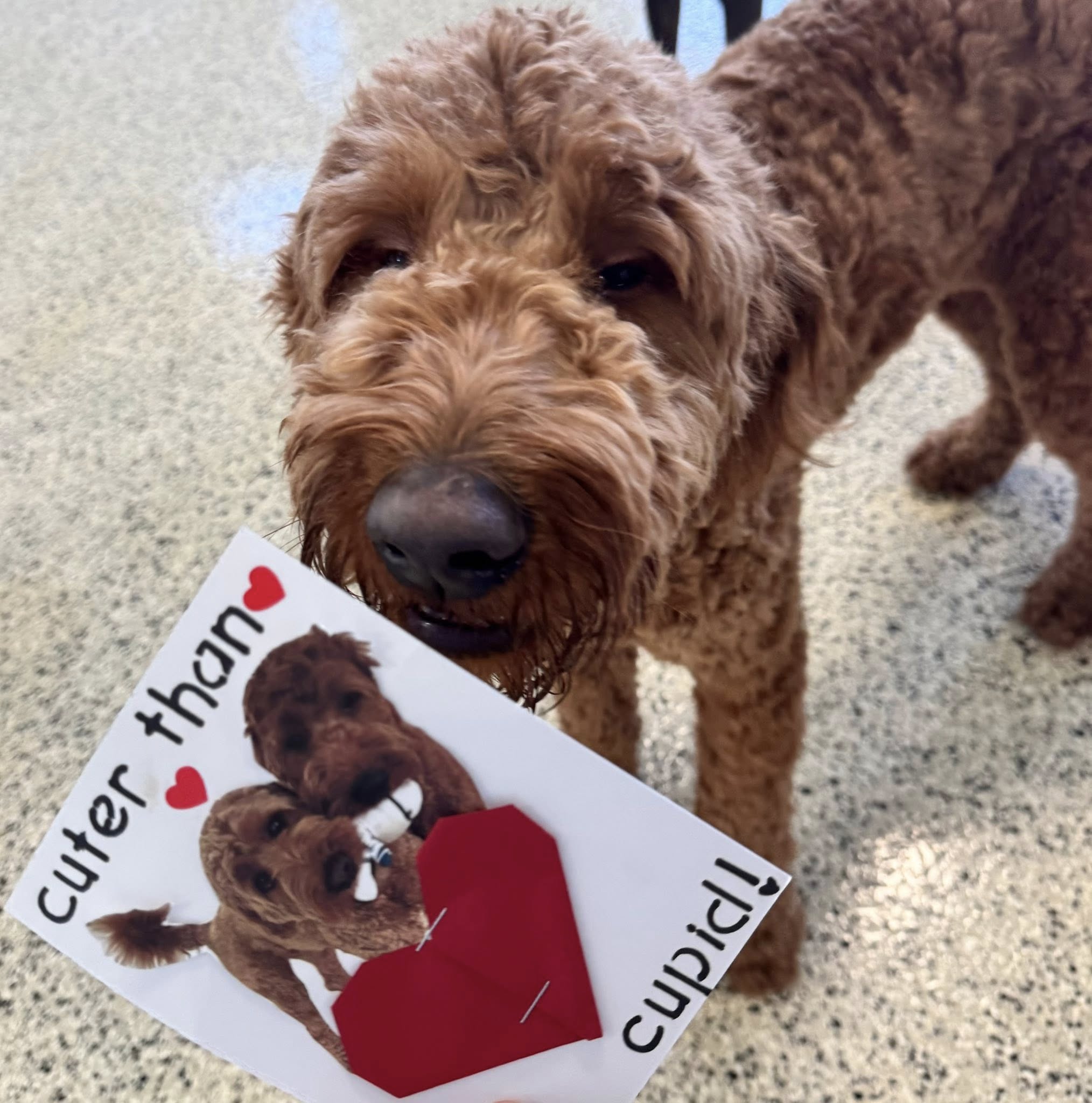 Diamond Kennels - Gallery 8