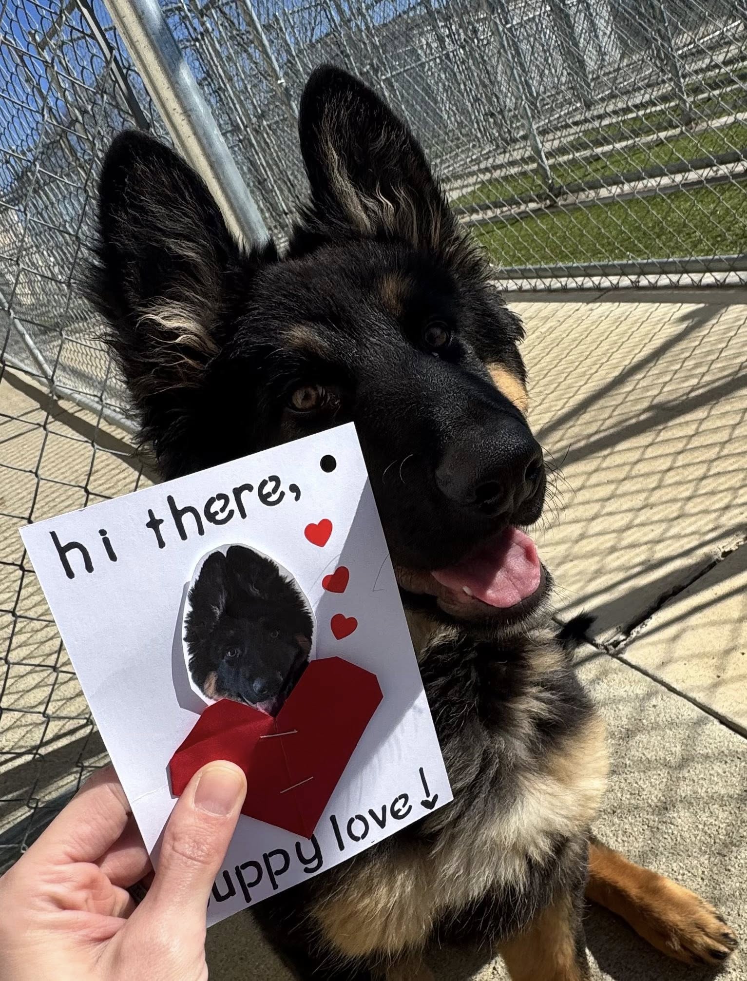 Diamond Kennels - Gallery 9