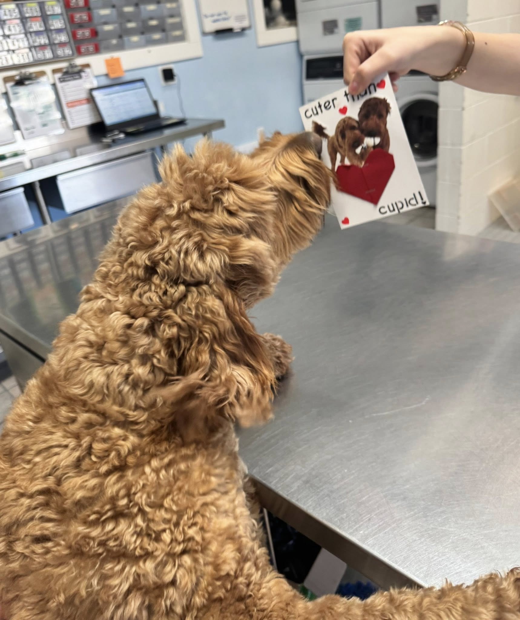 Diamond Kennels - Gallery 10