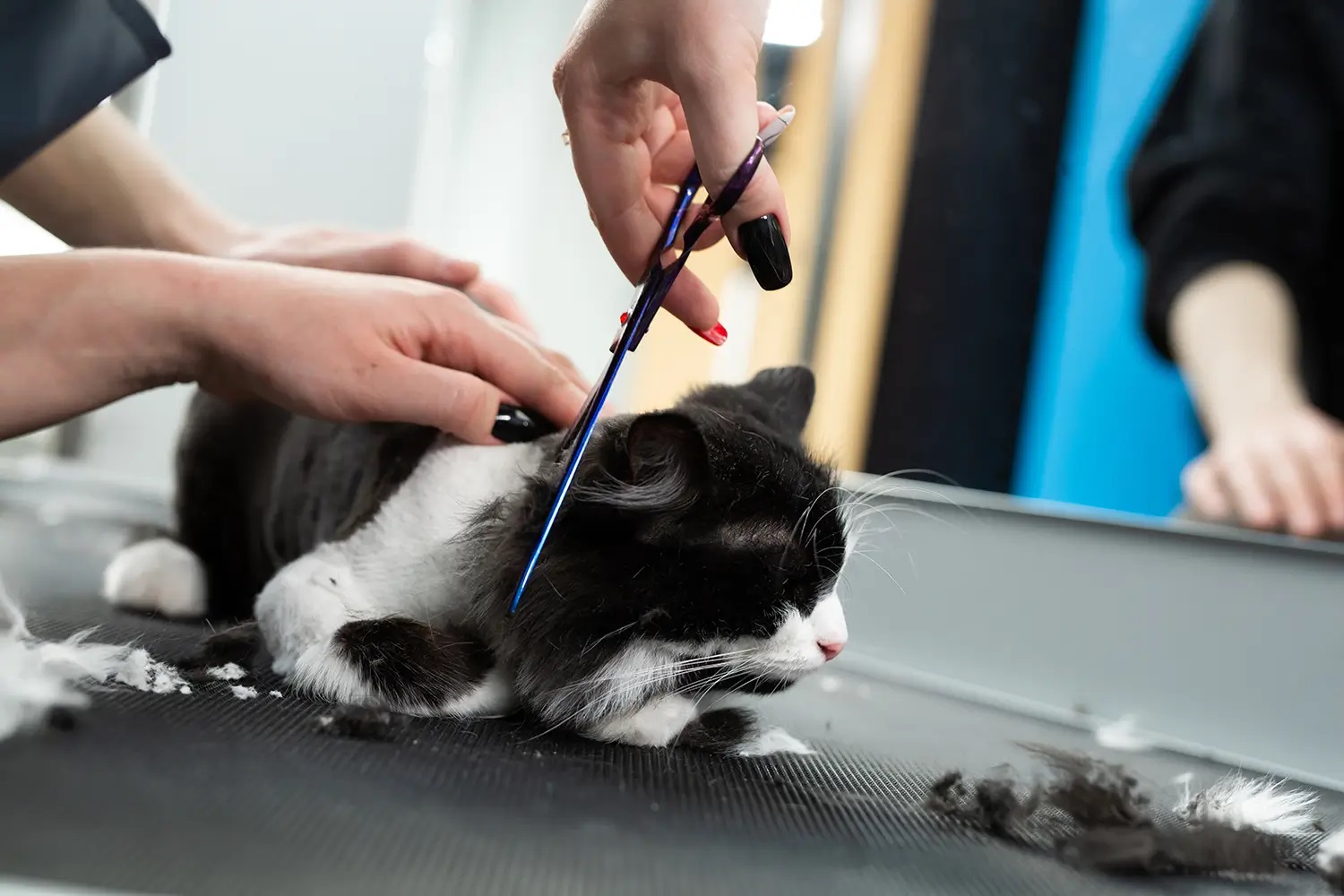 Boujee Mobile Pet Grooming - Gallery 5
