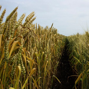 Davis Feed & Farm Supply - Gallery 4