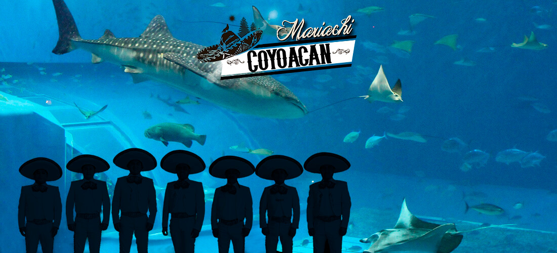 MARIACHI COYOACAN - Gallery 1