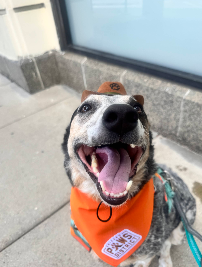 Chicago Paws District - Gallery 2
