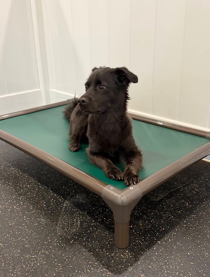 Chicago Paws District - Gallery 3