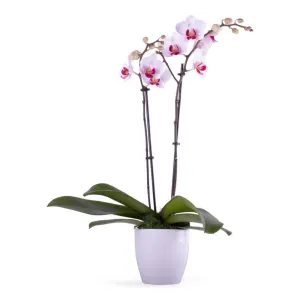 Fairview Flower Shop - Gallery 11