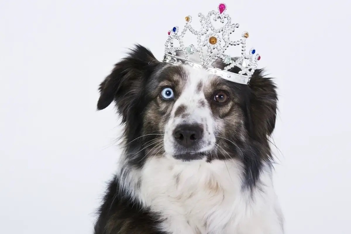 Boujee Mobile Pet Grooming - Gallery 10