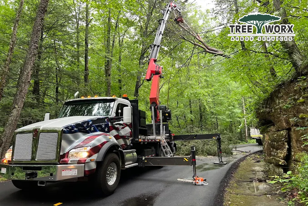 Tree Worx - Gallery 1