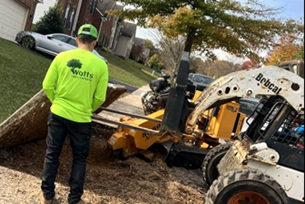 Watts Tree Experts - Gallery 1