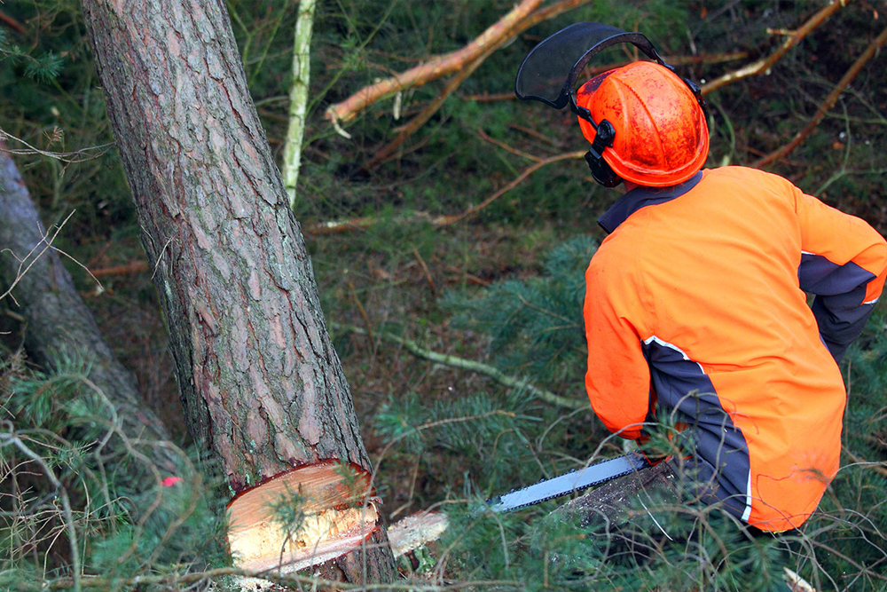 Kalispell Tree Care - Gallery 1