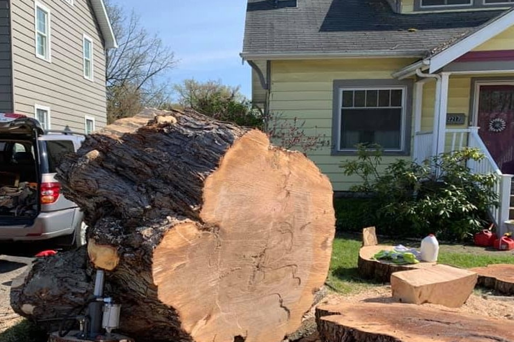 Tree Fellers - Gallery 2