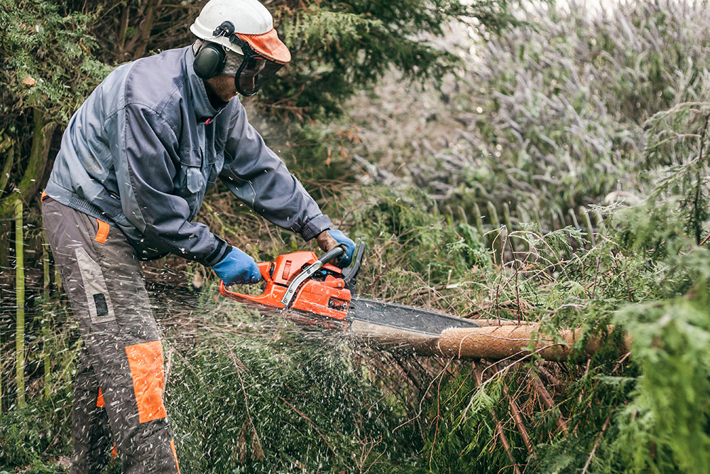 Kalispell Tree Care - Gallery 2