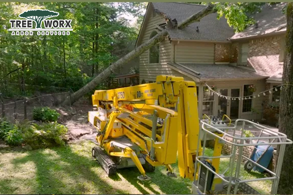 Tree Worx - Gallery 2