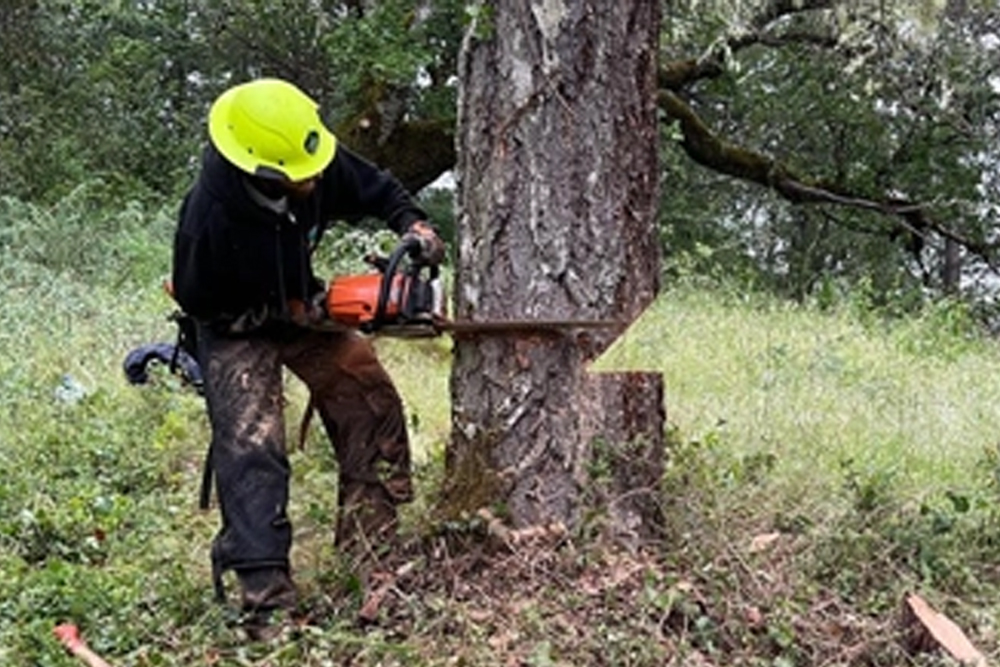 ForestScapes - Gallery 3