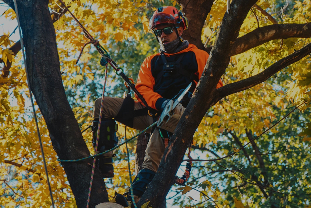 Watts Tree Experts - Gallery 2
