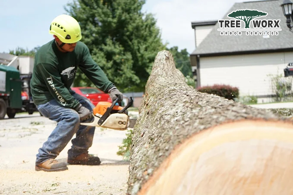 Tree Worx - Gallery 4