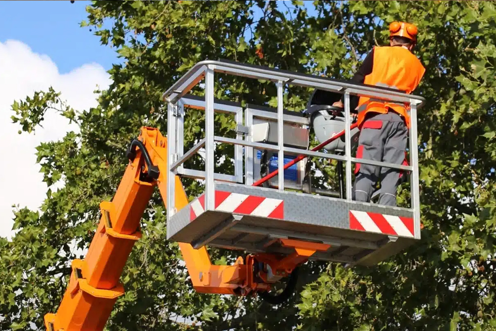 Tree Fellers - Gallery 4