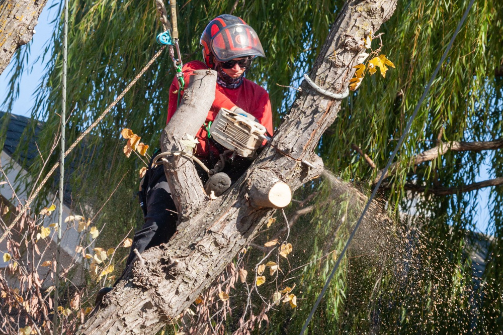 Alexa's Tree Service - Gallery 3