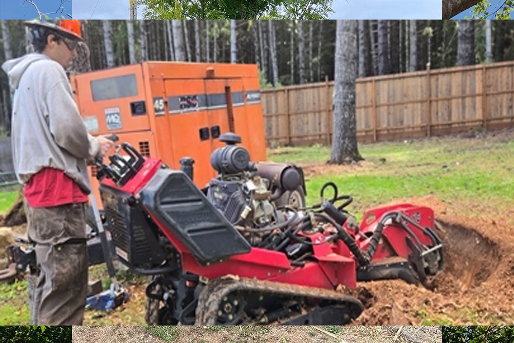 ForestScapes - Gallery 4