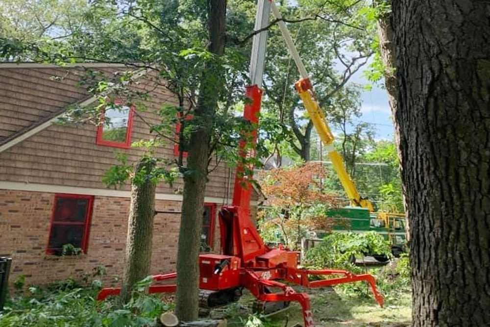 Tree Fellers - Gallery 5