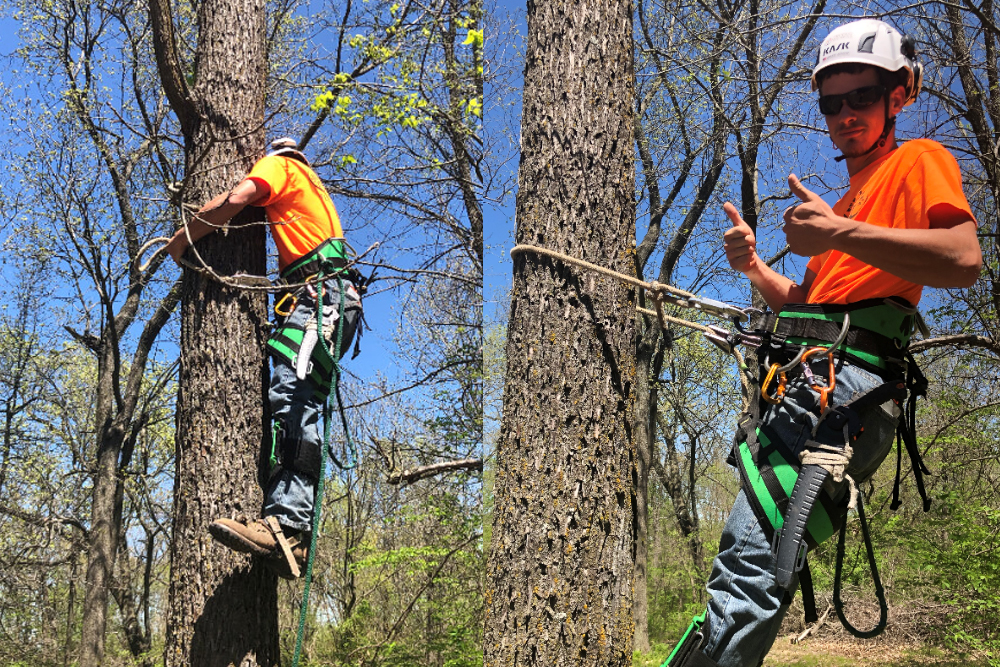 Trufast Tree Service - Gallery 4