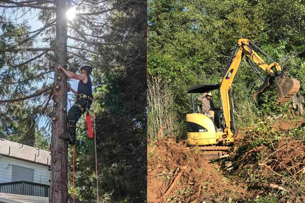 ForestScapes - Gallery 5