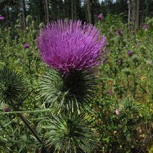 Down to Earth Land Clearing Solutions, Inc - Gallery 1