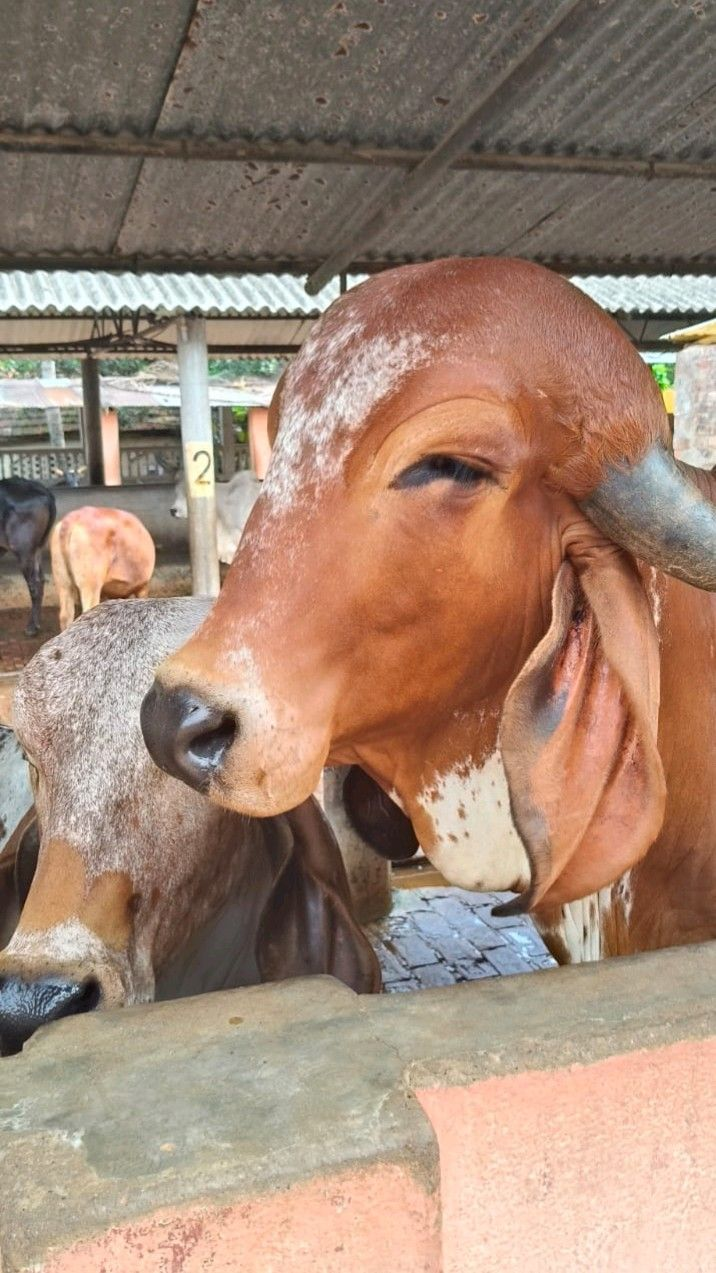 RADHARAJ ORGANIC - Gallery 9