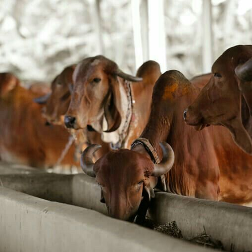 RADHARAJ ORGANIC - Gallery 2