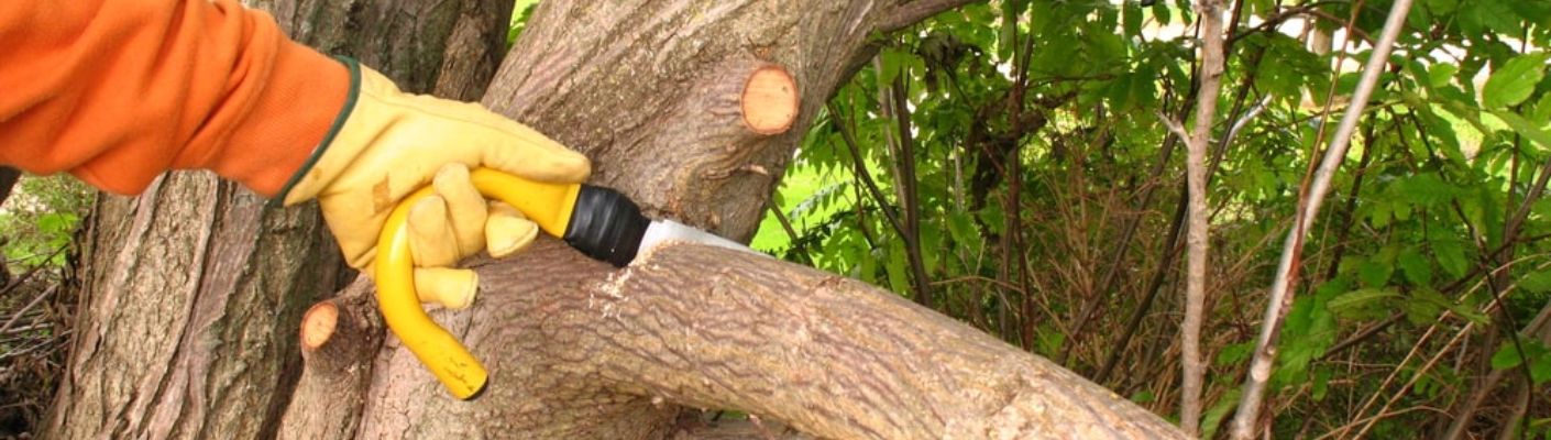 Elk Grove Tree Pros - Gallery 2