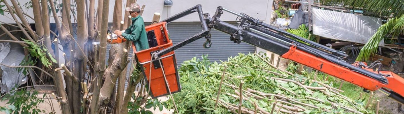 Elk Grove Tree Pros - Gallery 1